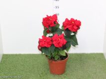 POINSETTIA VASO 14 WINTER ROSE