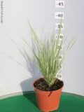 CALAMAGROSTIS OVERDAM VASO 14