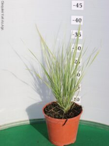CALAMAGROSTIS OVERDAM VASO 14