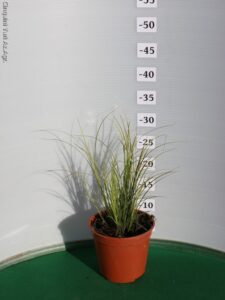 CAREX BRUNNEA VARIEGATA VASO 14