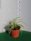 CAREX GOLD BAND VASO 14