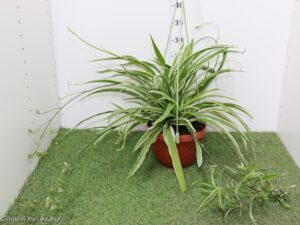 CHLOROPHYTUM ATALANTIC - FALANGIO BASKET 16