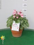 CICLAMINO ABSOLU DE MOREL VASO 12 TERRACOTTA