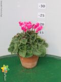 CICLAMINO ABANICO VASO 12 TERRACOTTA