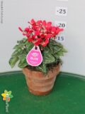 CICLAMINO DJIX VASO 12 TERRACOTTA