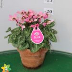 CICLAMINO DJIX VASO 12 TERRACOTTA