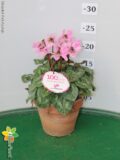 CICLAMINO PETIT MOULIN VASO 12 TERRACOTTA