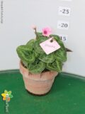 CICLAMINO ILLUSIA VASO 12 TERRACOTTA