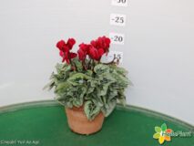 CICLAMINO TUXEDO VASO 12 TERRACOTTA