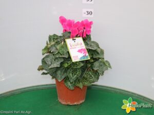 CICLAMINO VASO 14 INDIAKA