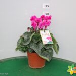CICLAMINO VASO 14 INDIAKA
