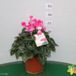 CICLAMINO VASO 14 INDIAKA