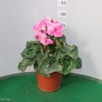 CICLAMINO VASO 14