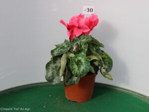 CICLAMINO VASO 14
