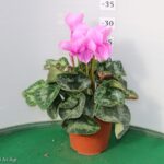 CICLAMINO VASO 14