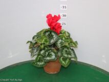 CICLAMINO VASO 15 TERRACOTTA