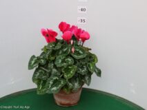 CICLAMINO VASO 17 TERRACOTTA DUE BULBI