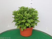 CRISANTEMO VASO 22 FIORE GRANDE