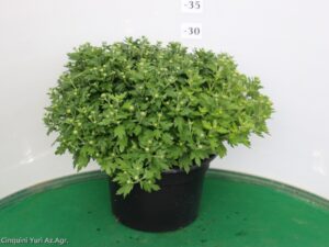CRISANTEMO VASO 22 TRIXI