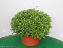 CRISANTEMO VASO 22