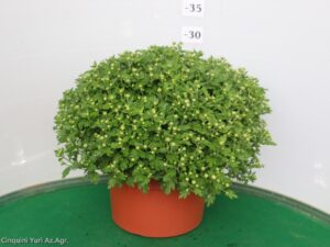 CRISANTEMO VASO 22