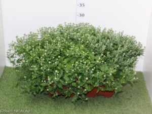 CRISANTEMO VASCHETTA CM 40