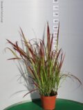 IMPERATA CILINDRICA RED BARON VASO 14