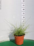JUNCUS SPIRALIS VASO 14