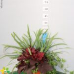 MAGIE D'INVERNO VASO 17