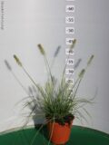 PENNISETUM LITTLE BUNNY VASO 14