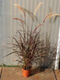 PENNISETUM PURPUREUM RUBRUM VASO 19