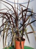 PENNISETUM PURPUREUM VERTIGO VASO 22