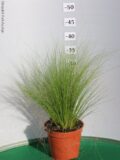 STIPA TENUISSIMA VASO 14