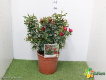 ROSA ZEPETI VASO 19